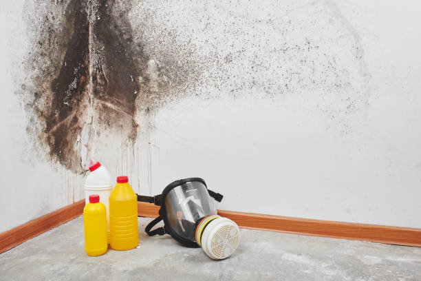 Best Local Mold Removal Service  in Canyon Day, AZ
