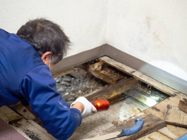 Best Black Mold Removal  in Canyon Day, AZ