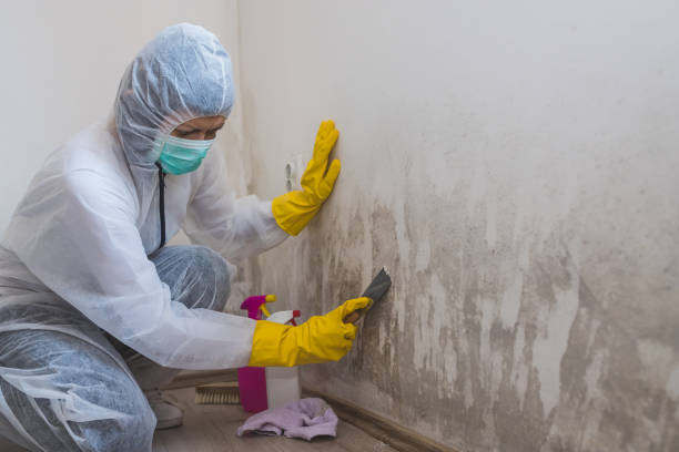 Best Commercial Mold Removal  in Canyon Day, AZ