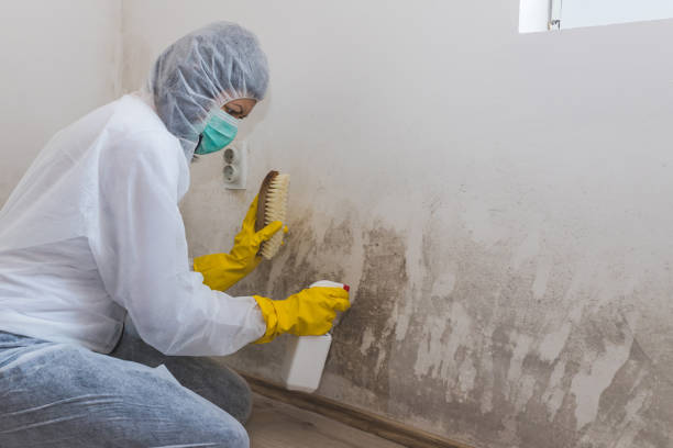 Home Mold Removal in Canyon Day, AZ