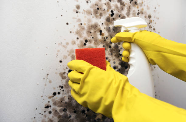 Best Certified Mold Removal  in Canyon Day, AZ