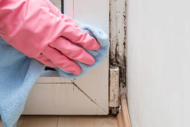 Home Mold Removal in Canyon Day, AZ